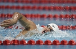 短池游泳世界杯北京站收官 中国选手再夺5金 - 省体育局