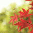 秋意渐浓，杨公堤上，一只蜜蜂飞过已经红了的枫叶。记者 严嘉俊 摄 - 浙江网