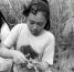 宁波女孩在割稻子。 段琼蕾 摄 - 浙江网