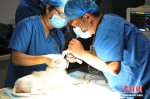 宠物猫“咪咪”在手术中。 王康明 摄 - 浙江网
