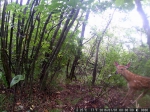 安吉龙王山自然保护区红外相机首次拍摄到野生梅花鹿 - 林业厅
