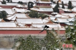 资料图：小雪前夕，11月21日，北京迎今冬首场降雪。雪后的紫禁城一片银装素裹。中新网记者 金硕 摄 - 浙江网
