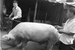 金华一头猪成了“网红” 体重约1600斤养了5年 - 浙江网