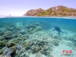 澳大利亚大堡礁白化现象严重。 - 浙江网