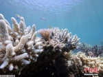 难逃厄运：厄尔尼诺加剧澳大堡礁珊瑚白化潮 - 浙江网