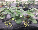 宁波天气偏暖草莓减产 19日起冷空气影响浙江 - 气象