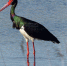 世界濒危鸟类黑鹳现身台州玉环漩门湾 - 林业厅