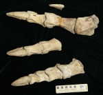 浙江恐龙化石：从发现到保护 - 文化厅