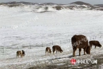 内蒙古超八成面积仍被积雪覆盖 - 气象