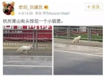 杭州某中学惊现白狐 该学校碰巧有个老师叫夜华 - 浙江新闻网