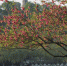 4月14日，一对情侣在西湖边桃花树下合影。 - 浙江新闻网