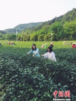 身着茶服的女子在西湖茶园采茶。　吴雪清摄 摄 - 浙江新闻网