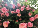 多彩浙江：羞答答的玫瑰开放在艾利斯庄园 - 林业厅