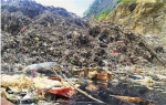 垃圾山污水坑一角。 施力维 摄 - 浙江新闻网