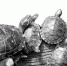 巴西龟 - 浙江网