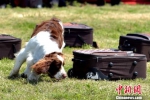 图为：参赛警犬正在辨别藏匿有毒品的行李箱。　周尔博　摄 - 浙江新闻网