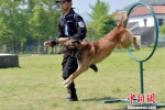 图为：参赛警犬正在进行穿越障碍物表演。　周尔博 摄 - 浙江新闻网