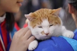 杭州有只治愈系"猫叔"靠明信片拯救了小伙伴 - 浙江新闻网