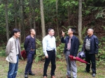 云和县领导调研美丽林相建设﻿ - 林业厅