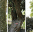 青田县林业局古树名木调查中发现“树中树” - 林业厅