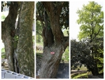 青田县林业局古树名木调查中发现“树中树” - 林业厅