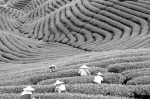 35家杭州茶叶企业将亮相茶博会 为国际化“铺路” - 浙江新闻网
