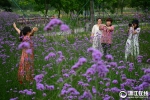 紫云浸染 台州马鞭草浪漫盛放 - 互联星空