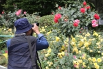 图为：一位摄影爱好者在西湖边拍摄盛开的月季花。 - 浙江新闻网