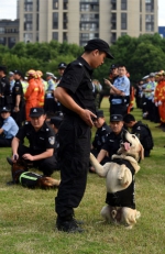 图为：誓师大会开始前，民警与警犬互动。崔引 - 浙江新闻网