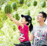 6月4日，德清县新田农庄内，100多名游客享受采摘瓜果的乐趣，体验现代农业带来的新休闲方式。 拍友 姚海翔 摄 - 浙江新闻网