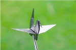 石墨烯膜折叠的千纸鹤。 高超 供图 - 浙江网