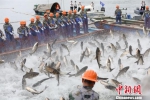 中国水库捕捞的主要方法之一——"巨网捕鱼" 浙江海洋与渔业局供图 - 浙江新闻网