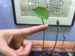 直径仅为3公分——中国国内最小的碗莲。方堃 - 浙江新闻网