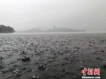 浙江省迎来第二波梅雨。 杭州西湖风景名胜区管委会提供 - 浙江新闻网