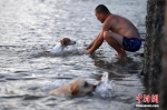 7月4日傍晚，小狗在海里游泳纳凉。张斌 摄 - 浙江新闻网