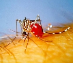 图为：埃及伊蚊。杭州疾控供图 - 浙江新闻网