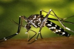 图为：白纹伊蚊。杭州疾控供图 - 浙江新闻网