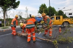 队员们对倒伏树木切割后快速将树木运离现场。杭州市江干区防汛办提供 - 浙江新闻网