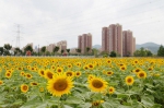 图为：大片盛开的向日葵。王远 - 浙江新闻网