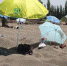 进入六月，素有“火洲”之称的新疆吐鲁番市热浪滚滚，此时正是沙疗的最佳时期。图正在进行沙疗的两名游客将自己大部分身体埋进沙子里。 袁晶 摄 - 浙江新闻网