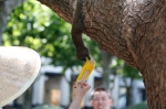 图为：松鼠为吃玉米“倒挂金钩”在树干上。王远 - 浙江新闻网