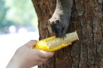 图为：一只松鼠正在吃游客手拿的玉米。王远 - 浙江新闻网