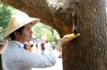 图为：一位游客正在用玉米喂松鼠。王远 - 浙江新闻网