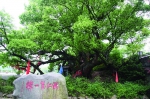 浙江丽水白云国家森林公园照片。浙江省林业厅提供 - 浙江新闻网