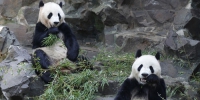图为：熊猫两兄弟正在吃竹子。王远 摄 - 浙江新闻网