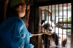 图为：一位小朋友正在体验用竹笋喂熊猫。王远 摄 - 浙江新闻网