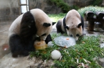图为：熊猫两兄弟正在享用冰蛋糕。王远 摄 - 浙江新闻网