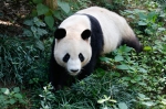 图为：熊猫“成就”正在散步。王远 摄 - 浙江新闻网