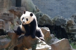 图为：熊猫“双好”正坐在石头上休息。王远 摄 - 浙江新闻网