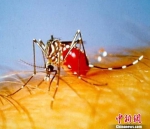图为：埃及伊蚊。 杭州疾控供图 - 浙江新闻网